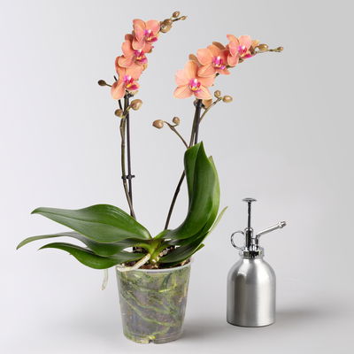 Schmetterlingsorchidee, orange, 2 Rispen, Topf-Ø 12 cm, Höhe ca. 50 cm Schmetterlingsorchidee, orange, 2 Rispen, Topf-Ø 12 cm, Höhe ca. 50 cm