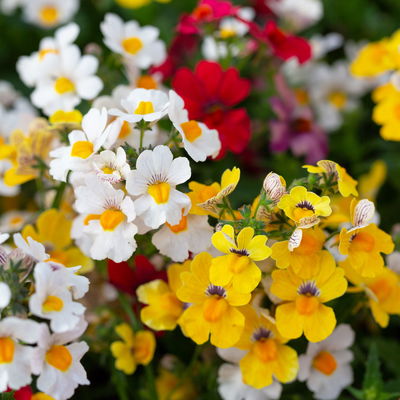 Nemesie 'Trio', 3-farbig, Topf-Ø 13 cm, 6 Pflanzen