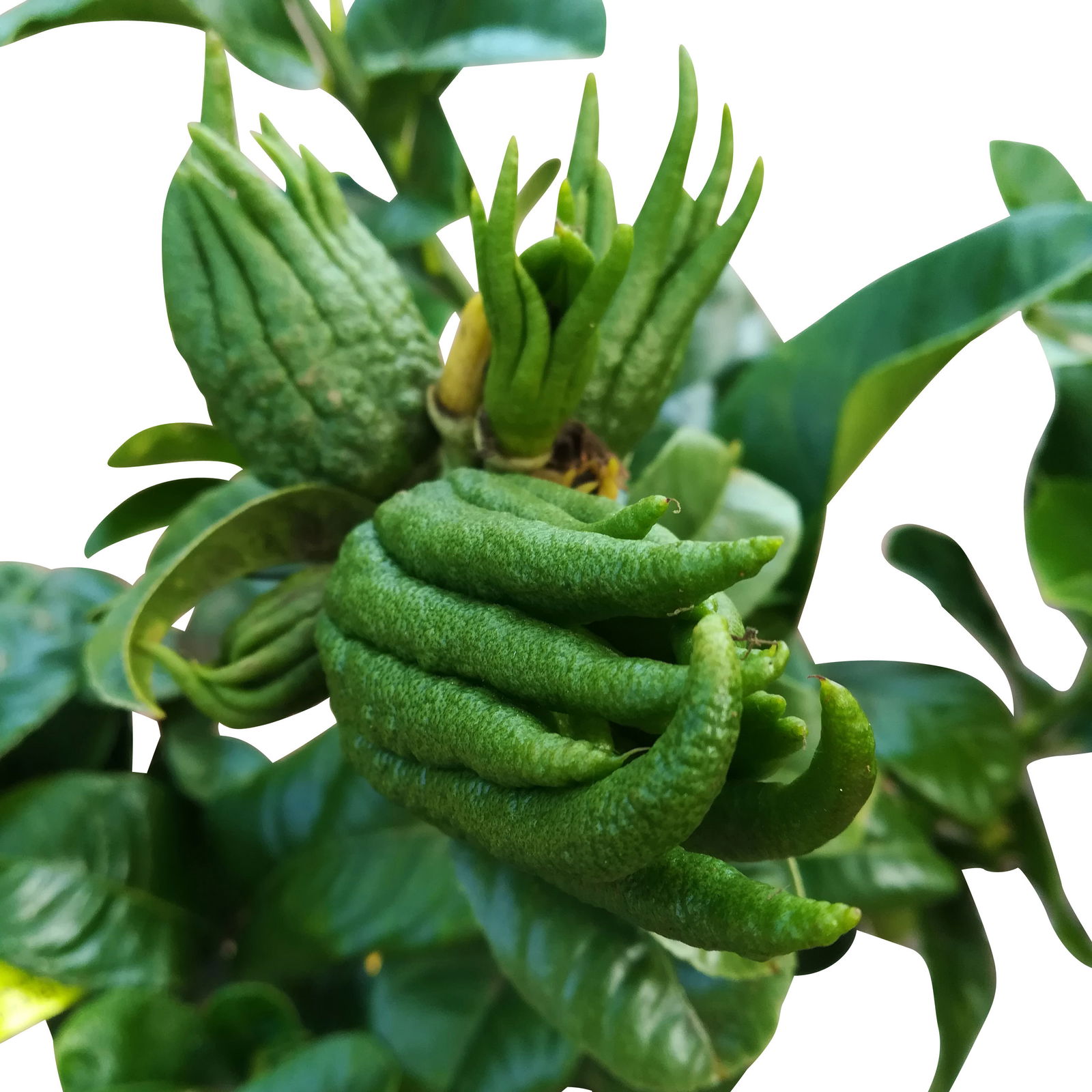 Zitronatzitronenbaum 'Buddhas Hand', Stamm, Topf-Ø 35 cm