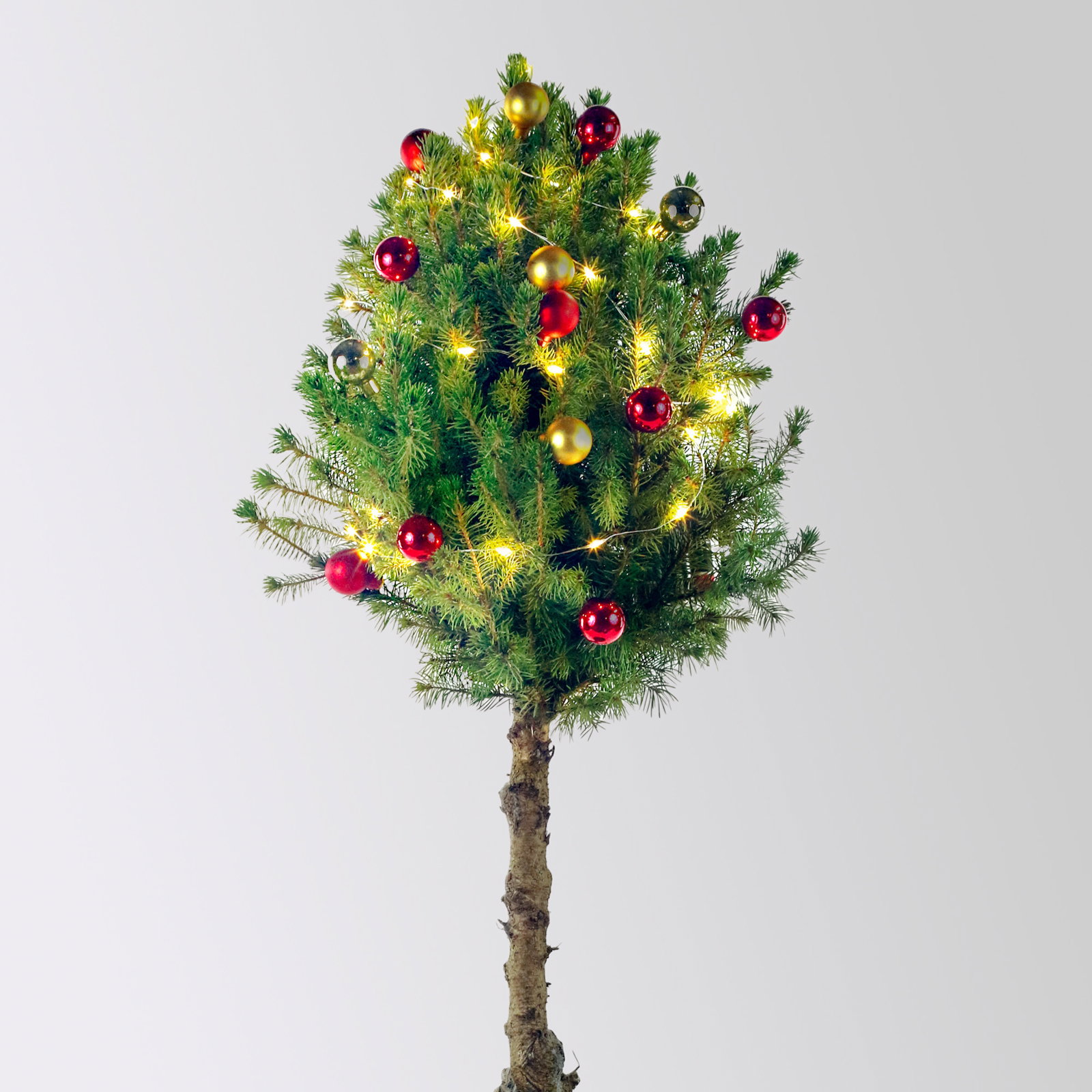 Weihnachtsbäumchen auf Stamm inkl. Deko, rot-gold, Topf-Ø 23 cm, Höhe ca. 85 cm Weihnachtsbäumchen auf Stamm inkl. Deko, rot-gold, Topf-Ø 23 cm, Höhe ca. 85 cm