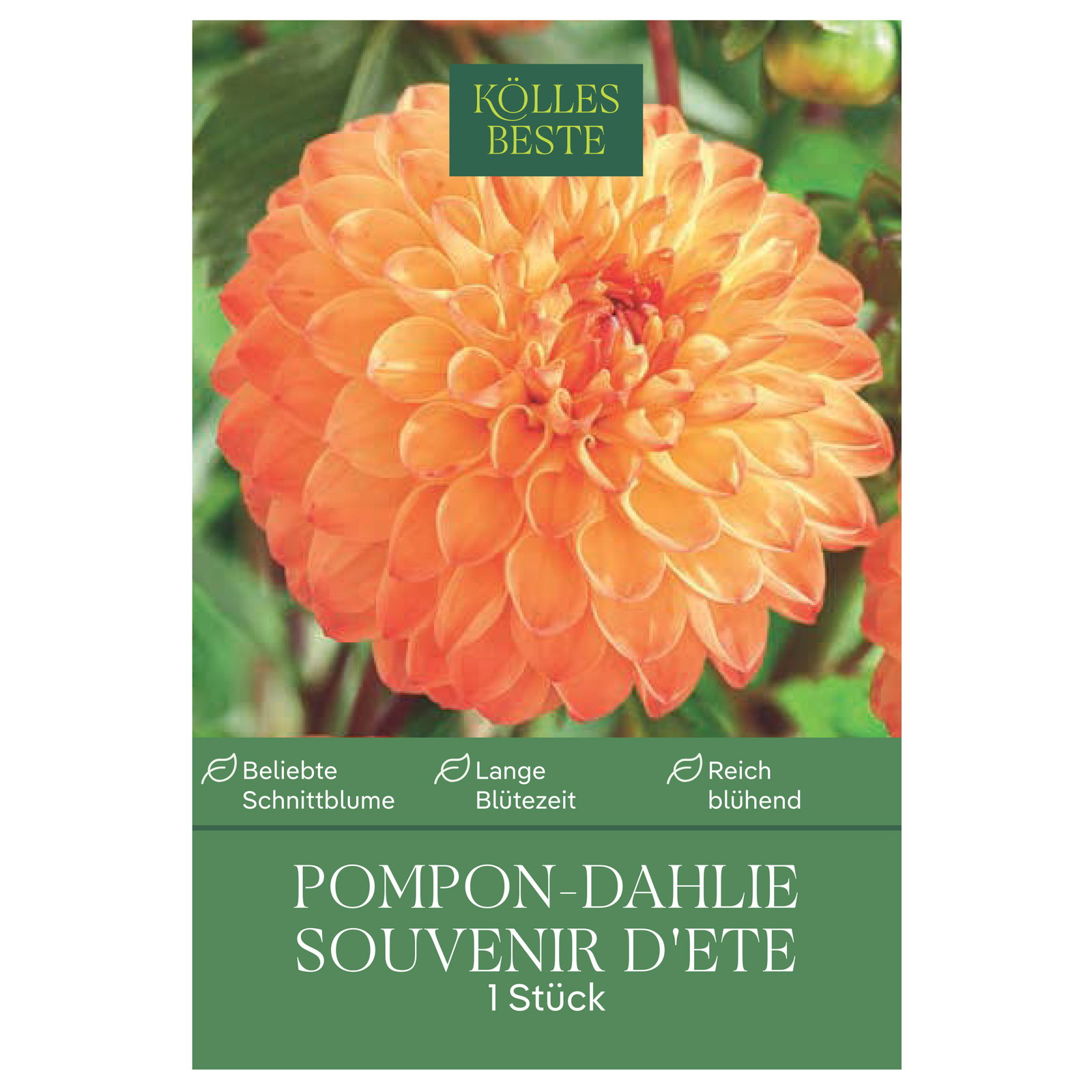 Kölles Beste Pompon Dahlie 'Souvenir d'ete' orange/gelb, 1 Blumenknolle