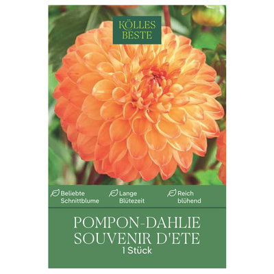Kölles Beste Pompon Dahlie 'Souvenir d'ete' orange/gelb, 1 Blumenknolle