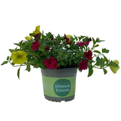 Petunie/Zauberglöckchen 'Duo', Kombination zufällig, Topf-Ø 14 cm, 4er-Set