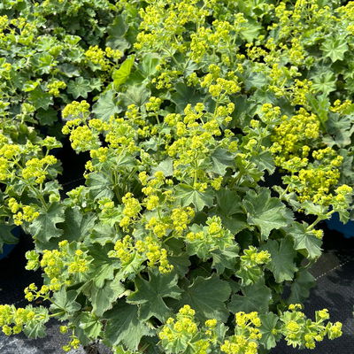 Frauenmantel, gelb-grün, Topf 3 Liter Frauenmantel, gelb-grün, Topf 3 Liter