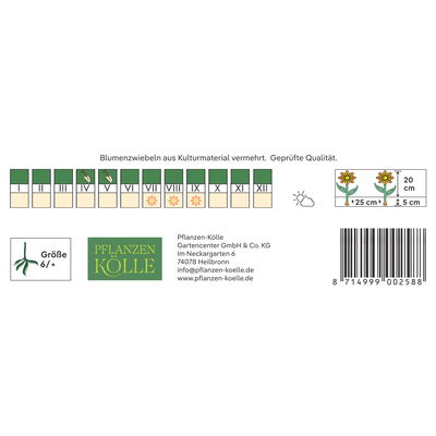 Kölles Beste Blumenknollen, Gefüllte Begonie 'Rosa'