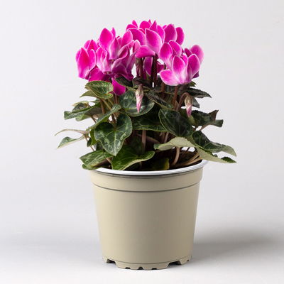 Alpenveilchen Mix, Farbe zufällig, Topf-Ø 10,5 cm, Höhe ca. 23 cm, 8 Pflanzen