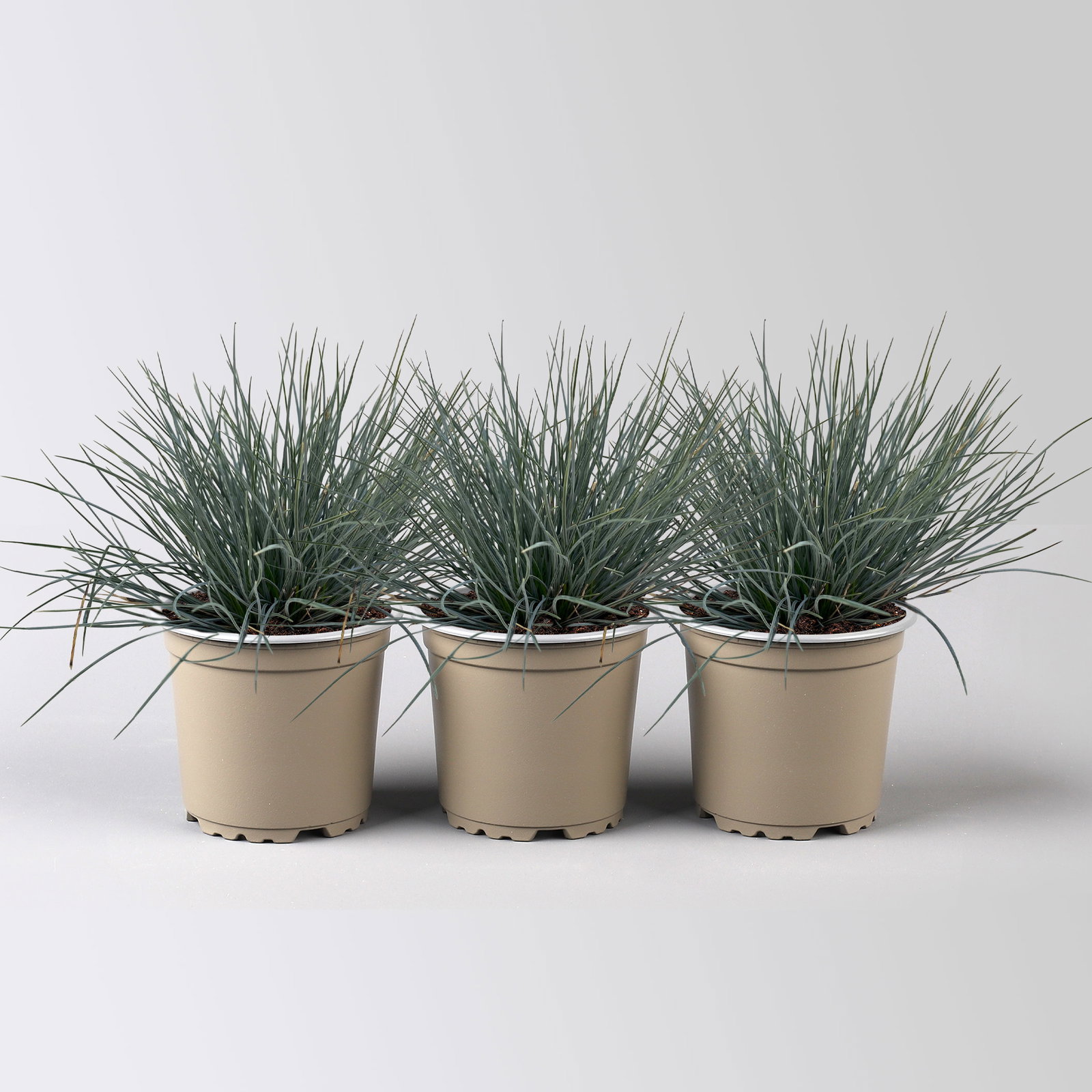 Blauschwingel 'Compact Blue', Topf-Ø 10,5 cm, 3 Pflanzen