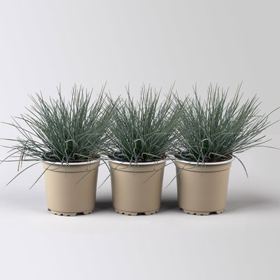 Blauschwingel 'Compact Blue', Topf-Ø 10,5 cm, 3 Pflanzen