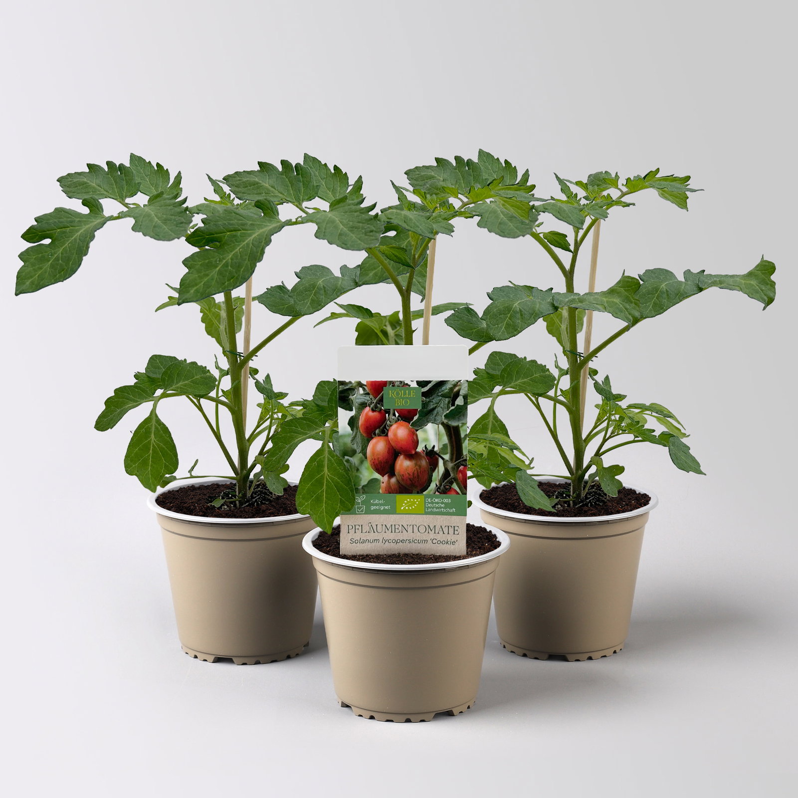 Bio Pflaumentomate 'Cookie', Topf-Ø 12 cm, 3 Pflanzen