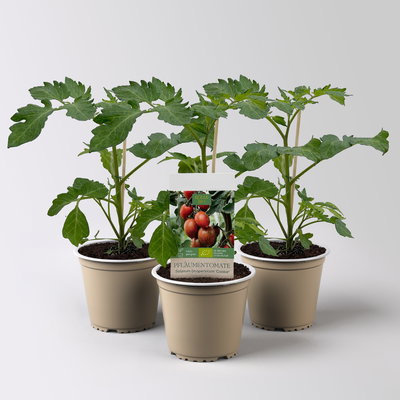 Bio Pflaumentomate 'Cookie', Topf-Ø 12 cm, 3 Pflanzen