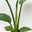 Bio Strelitzia nicolai, Topf-Ø 12 cm, 2 Pflanzen