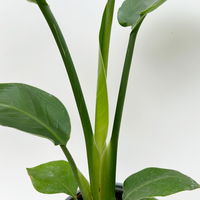 Bio Strelitzia nicolai, Topf-Ø 12 cm, 2 Pflanzen