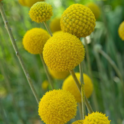 Craspedia & Eukalyptus Duo, gelb & blaugrün, Topf-Ø 27 cm Craspedia & Eukalyptus Duo, gelb & blaugrün, Topf-Ø 27 cm