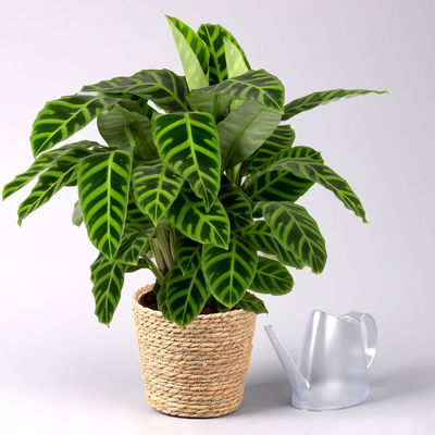 Korbmarante, Goeppertia zebrina mit Dekokorb Osaka, Topf-Ø 19 cm, Höhe ca. 65 cm Korbmarante, Goeppertia zebrina mit Dekokorb Osaka, Topf-Ø 19 cm, Höhe ca. 65 cm