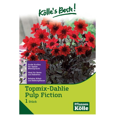 Topmix-Dahlie 'Pulp Fiction' orange/rot, 1 Blumenknolle Topmix-Dahlie 'Pulp Fiction' orange/rot, 1 Blumenknolle