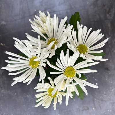 Chrysantheme Mini 'Spider'weiß, spinnenblütig, Topf-Ø 7cm, 8 Stück Chrysantheme Mini 'Spider'weiß, spinnenblütig, Topf-Ø 7cm, 8 Stück