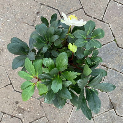 Christrose, weiß, Topf-Ø 15 cm, 2er-Set Christrose, weiß, Topf-Ø 15 cm, 2er-Set