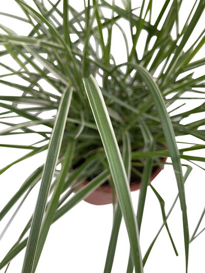 Buntes Lampenputzergras 'Sky Rocket' bunt, Topf-Ø 19 cm