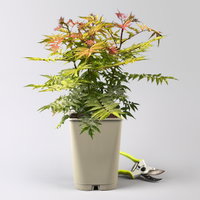 Niedrige Fiederspiere, Sorbaria sorbifolia 'Sem'(s), cremeweiß, Topf 5 l