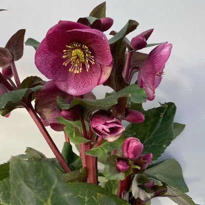 Helleborus 'Charmer', dunkelrosa, Topf-Ø 15 cm Helleborus 'Charmer', dunkelrosa, Topf-Ø 15 cm