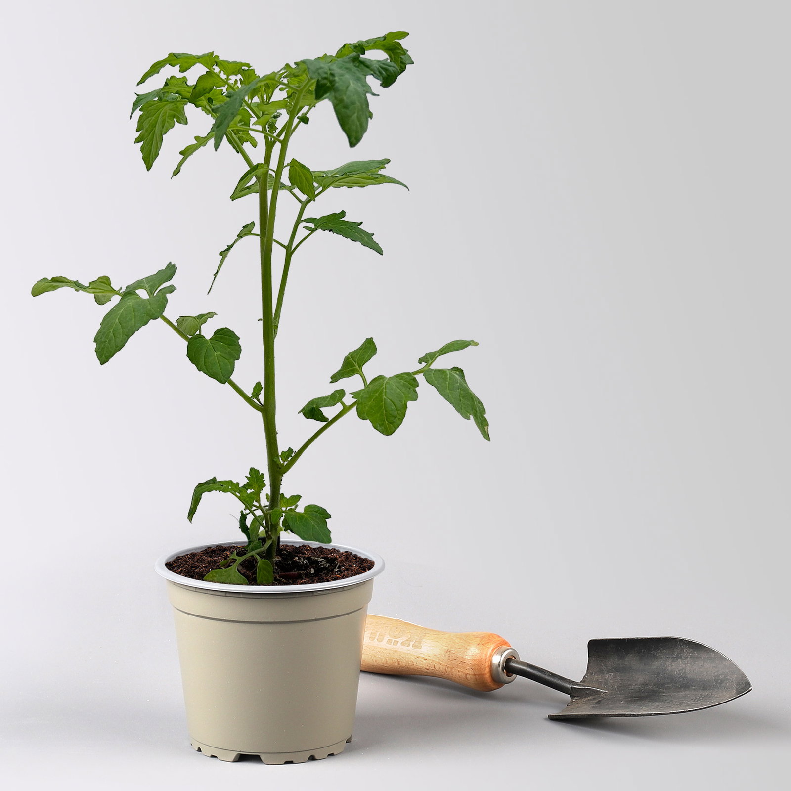 Bio Cherrytomate 'Honeycomb', Topf-Ø 12 cm, 3 Pflanzen Bio Cherrytomate 'Honeycomb', Topf-Ø 12 cm, 3 Pflanzen