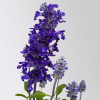 Mehliger Salbei, blau, Topf-Ø 13 cm, 6 Pflanzen Mehliger Salbei, blau, Topf-Ø 13 cm, 6 Pflanzen