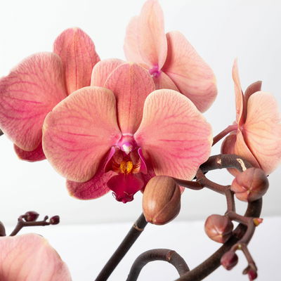 Schmetterlingsorchidee 'Muse', orange, Topf-Ø 12 cm, Höhe ca. 35 cm Schmetterlingsorchidee 'Muse', orange, Topf-Ø 12 cm, Höhe ca. 35 cm