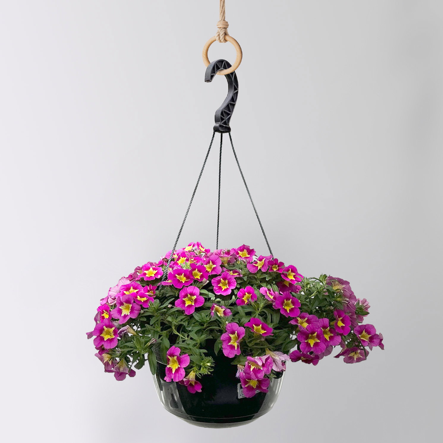 Zauberglöckchen, pink-gelb, Ampeltopf-Ø 27 cm Zauberglöckchen, pink-gelb, Ampeltopf-Ø 27 cm