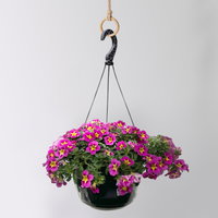 Zauberglöckchen, pink-gelb, Ampeltopf-Ø 27 cm Zauberglöckchen, pink-gelb, Ampeltopf-Ø 27 cm