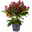 Blütenskimmie ‘Rubella’, Skimmia japonica, rot, 4er Set, Topf 10,5 cm Ø