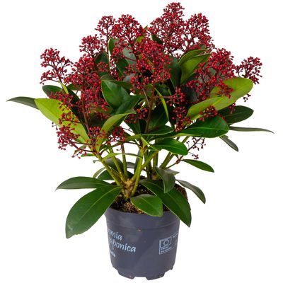 Blütenskimmie ‘Rubella’, Skimmia japonica, rot, 4er Set, Topf 10,5 cm Ø Blütenskimmie ‘Rubella’, Skimmia japonica, rot, 4er Set, Topf 10,5 cm Ø