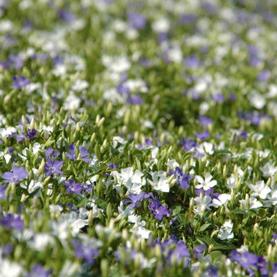 Vinca minor Bavaria® (Immergrün-Duo blau/weiß), 6er-Set, Topf 13 cm Ø