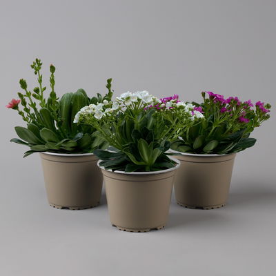 Lewisia cotyledon, Farben zufällig, Topf-Ø 12 cm, 6er-Set