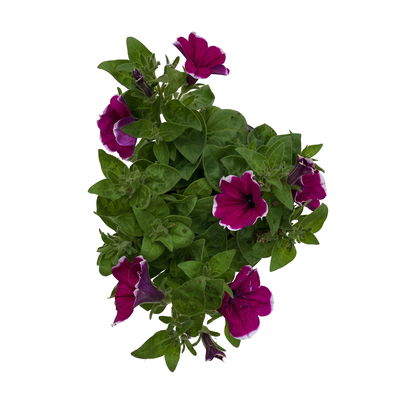 Petunie 'Cascadias™ Rim Cherry' magenta-weiß, hängend, Topf-Ø 13 cm 6 Pflanzen