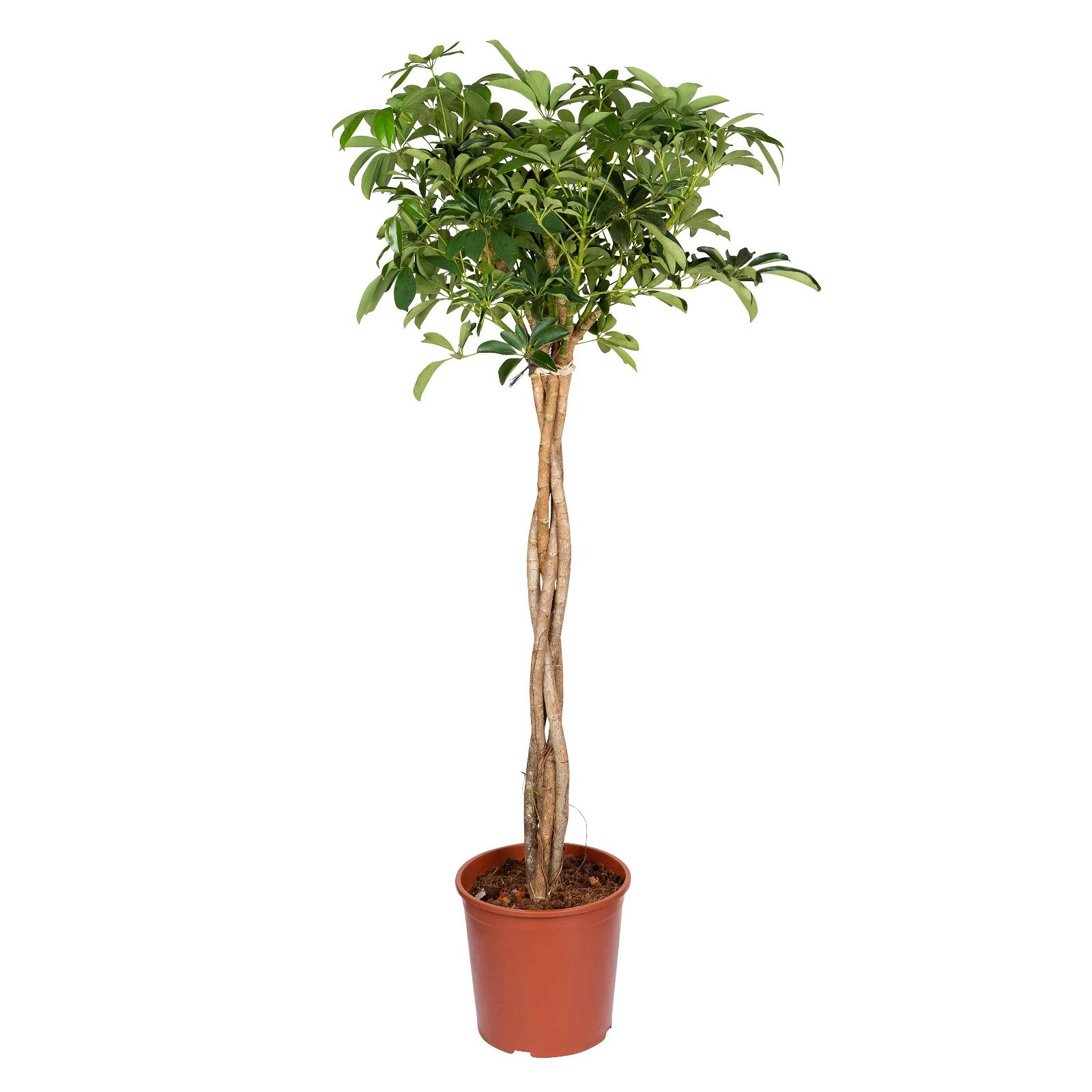 Schefflera arboricola 'Compacta', Topf-Ø 30 cm, Höhe ca. 150 cm
