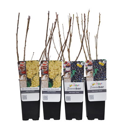 Johannisbeeren 'Weiß & Schwarz', Topf 2 Liter, 4 Pflanzen Johannisbeeren 'Weiß & Schwarz', Topf 2 Liter, 4 Pflanzen