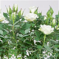 Rose 'Alaska Kordana® Classic' weiß, Topf-Ø 10,5 cm, 3er-Set