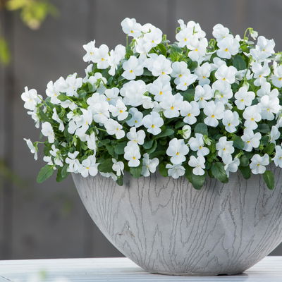 Hornveilchen XL, weiß, Topf-Ø 12cm, 6 Pflanzen