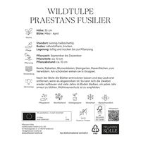 Wildtulpen Praestans Fusilier rot, 10 Blumenzwiebeln