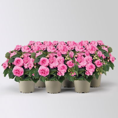 Fleißiges Lieschen 'Pink' rosa, gefüllt, Topf -Ø 12 cm, 6 Pflanzen