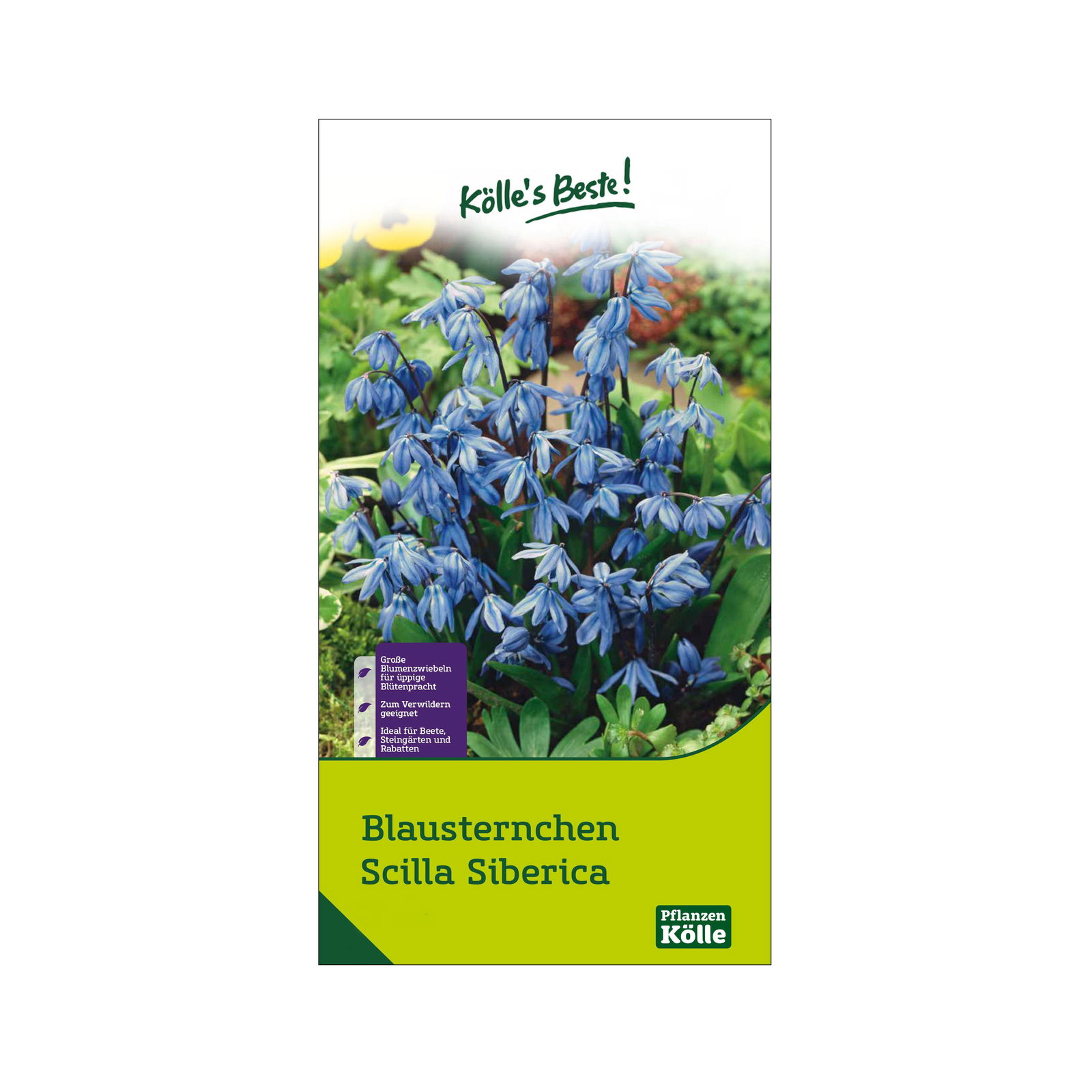 Blausternchen (Scilla Siberica) blau, 15 Blumenzwiebeln