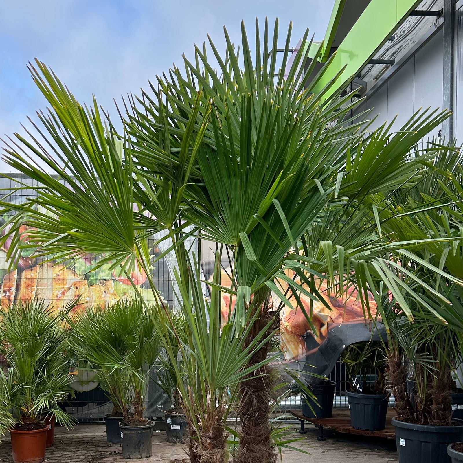 Hanfpalme, Multistamm, Topf 70 Liter, Höhe ca. 160-180 cm Hanfpalme, Multistamm, Topf 70 Liter, Höhe ca. 160-180 cm