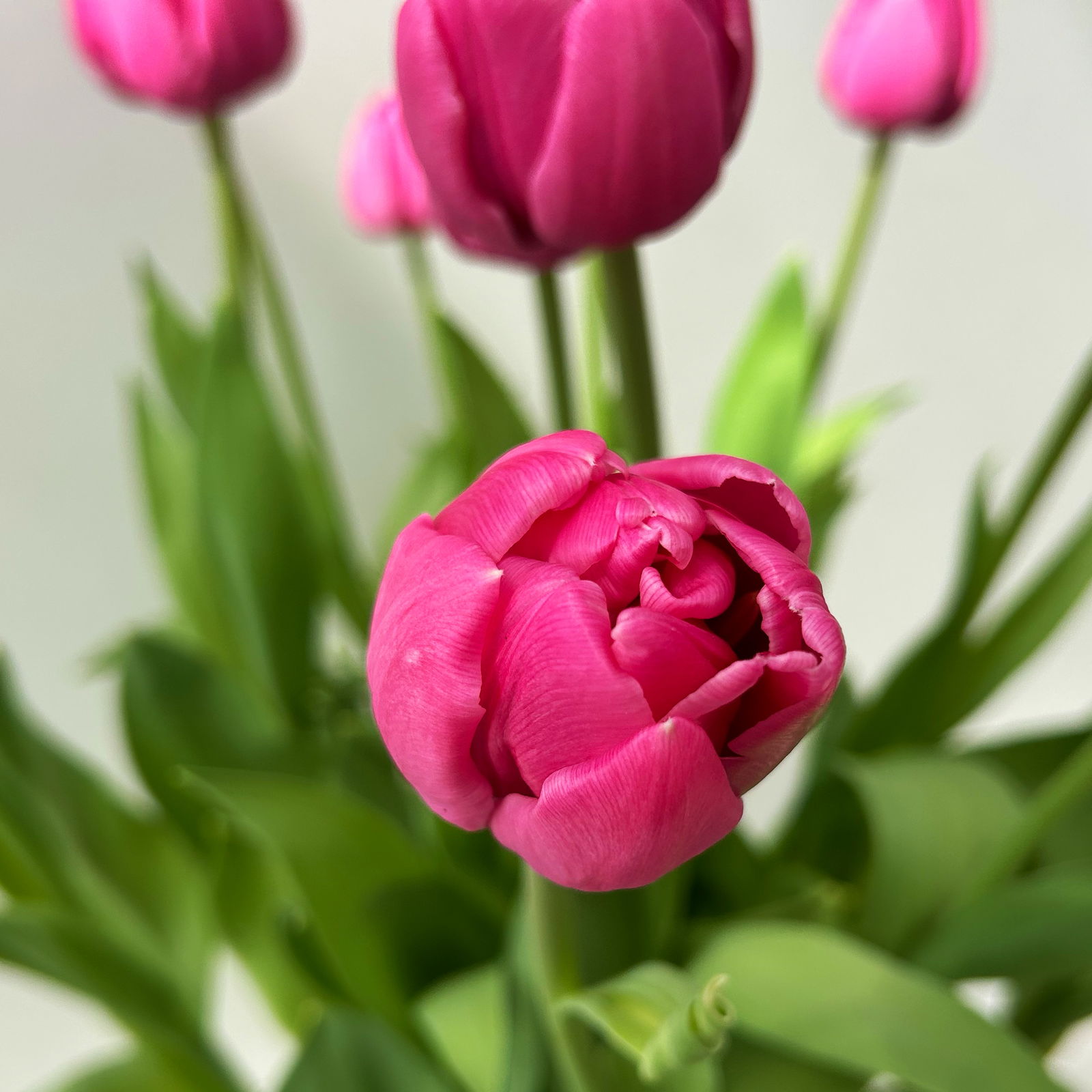 Tulpe 'Double You' pink, vorgetrieben, Topf-Ø 23 cm