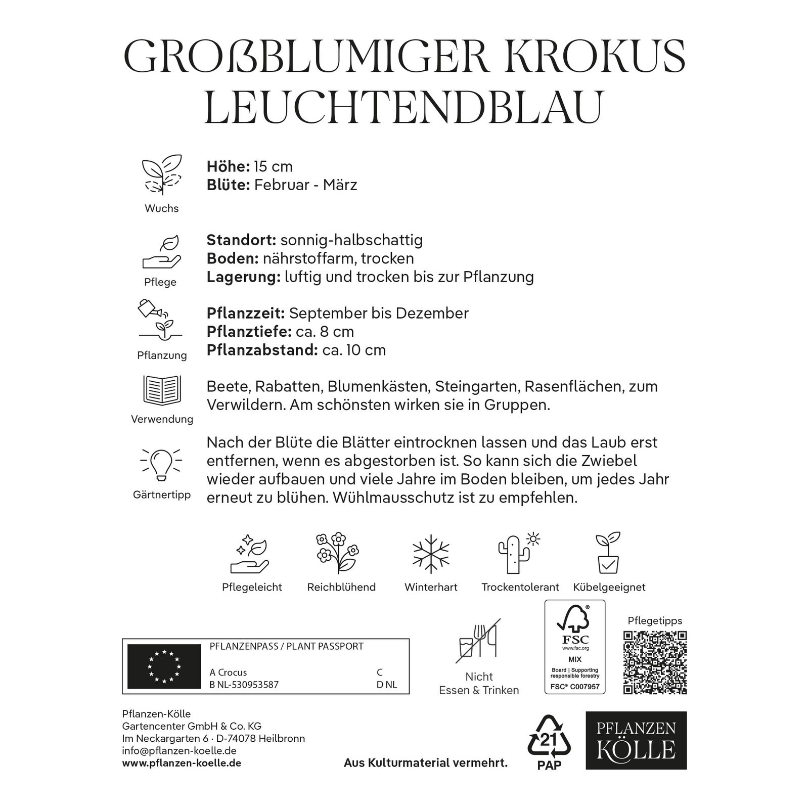 großblumige Krokusse leuchtend blau, 25 Blumenzwiebeln