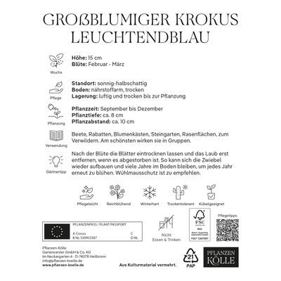 großblumige Krokusse leuchtend blau, 25 Blumenzwiebeln großblumige Krokusse leuchtend blau, 25 Blumenzwiebeln