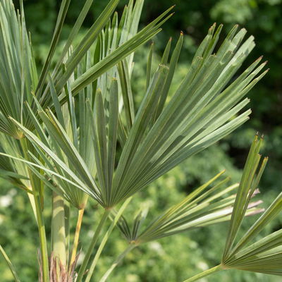 Hanfpalme, Topf-Ø 20 cm, Höhe ca. 60-80 cm