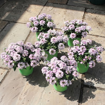 Eisenkraut, weiß-pink, Topf-Ø 12 cm, 6 Pflanzen