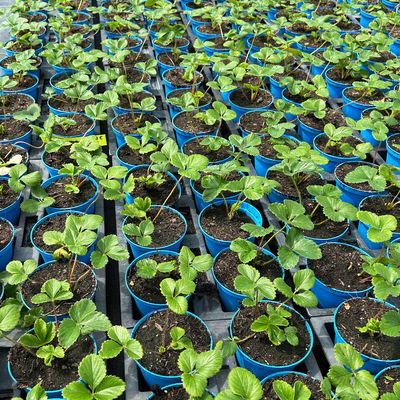 Bio Erdbeere Hummi® 'Rimona', öftertragend, Topf 11x11 cm, 3 Pflanzen