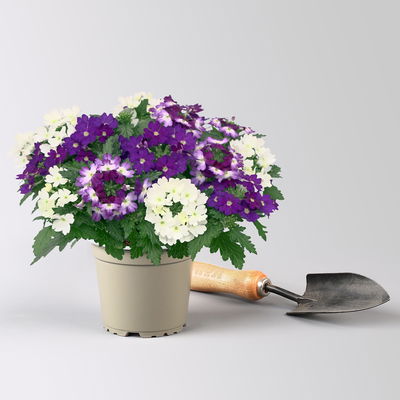 Eisenkraut 'Trio', blau-weiß, Topf-Ø 12 cm, 3 Pflanzen