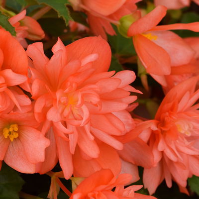 Begonie, halbhängend, Farbe zufällig, Topf-Ø 13 cm, 6 Pflanzen